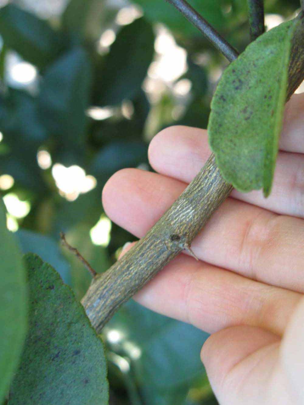              Second - third year twig (Winter Haven, FL)       